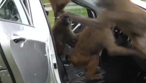 Noua Hyundai i30 este supusa testului cu... babuini