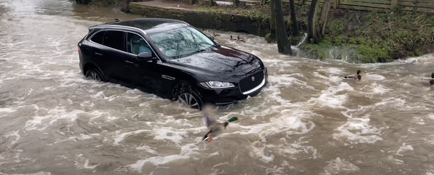 A vrut sa se dea mare, dar a intrat la apa. Momentul in care un Jaguar moare in mijlocul unei balti uriase