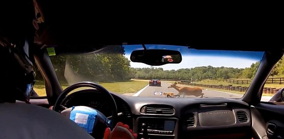 Accident pe circuit cu o... caprioara Accident pe circuit cu o... caprioara