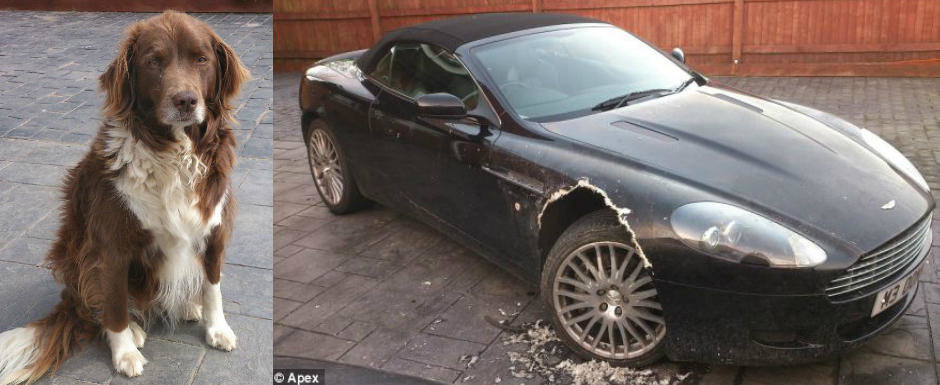 Aceasta fata nevinovata a mancat aripa unui Aston Martin de 100.000 Euro Aceasta fata nevinovata a mancat aripa unui Aston Martin de 100.000 Euro