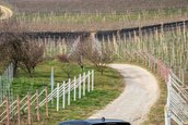 Alfa Romeo Junior Ibrida Q4