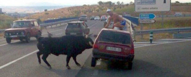 Atacul bovinelor: Un taur ataca mai multe masini pe o autostrada din Spania