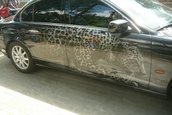Auto-Maxx Moscova