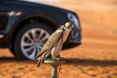 Bentley Bentayga Falconry