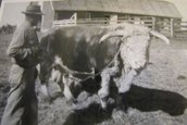 Bullock
