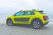 C4 Cactus