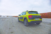 C4 Cactus