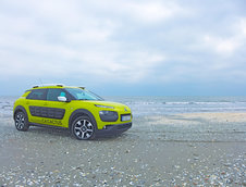 C4 Cactus