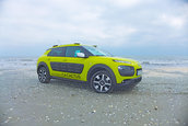 C4 Cactus