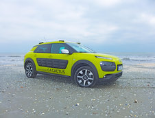 C4 Cactus