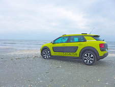 C4 Cactus