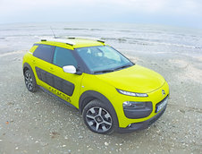 C4 Cactus