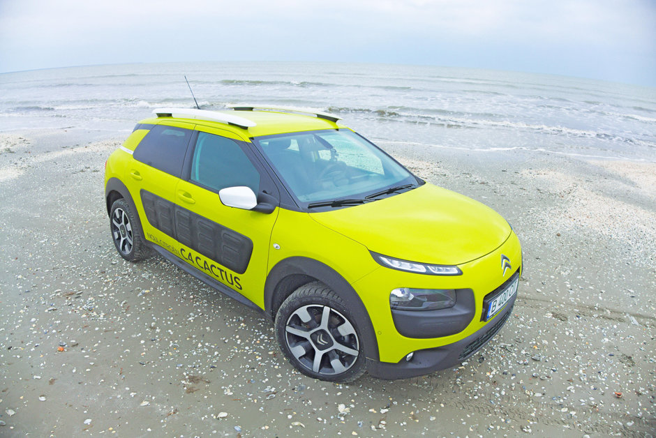 C4 Cactus