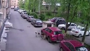 Cainii din Rusia lasa fara aripa o Toyota RAV4