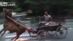 Calul cu ABS, curse ilegale de carute si o cazatura amuzanta