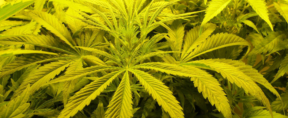 Ce se intampla cand conduci 'spart' de la Marijuana? Ce se intampla cand conduci 'spart' de la Marijuana?