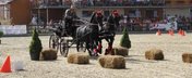 De la cal, la cal putere - eveniment spectaculos in acest week-end la Tancabesti