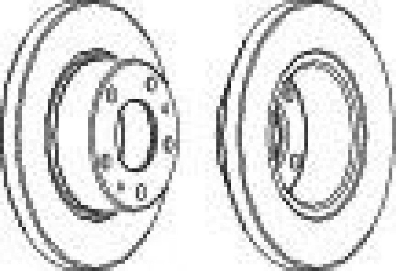 Disc frana IVECO DAILY III caroserie inchisa/combi (1997 - 2007) FERODO FCR194A piesa NOUA