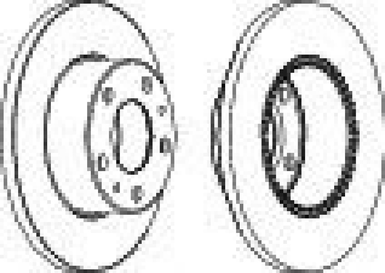 Disc frana IVECO DAILY III platou / sasiu (1999 - 2006) FERODO FCR196A piesa NOUA