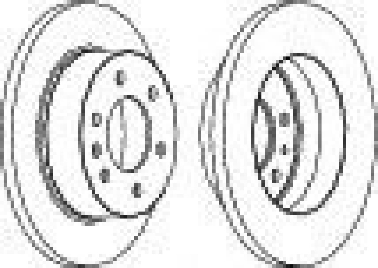 Disc frana VW CRAFTER 30-35 bus (2E) (2006 - 2016) FERODO FCR311A piesa NOUA
