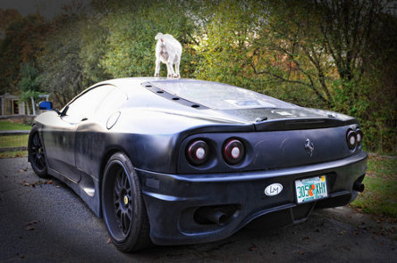 Fabula: Ferrari-ul 360 si Capra Fabula: Ferrari-ul 360 si Capra