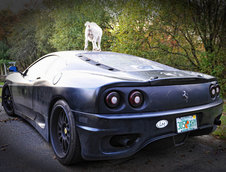 Ferrari 360 si Capra