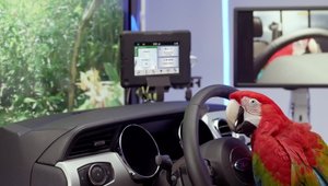 Ford Sync 3 e atat de avansat incat pana si un papagal il poate folosi