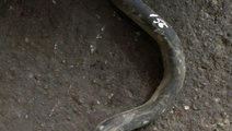 Furtun apa Dacia Logan [2004 - 2008] Sedan 1.5 dci...