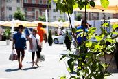 GREEN CAR EVENT 2011