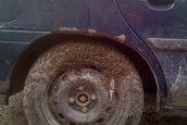 Honda Civic acaparata de omizi olandeze