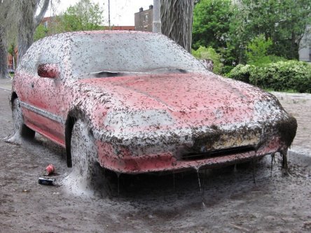 Honda Civic acaparata de omizi olandeze Honda Civic acaparata de omizi olandeze