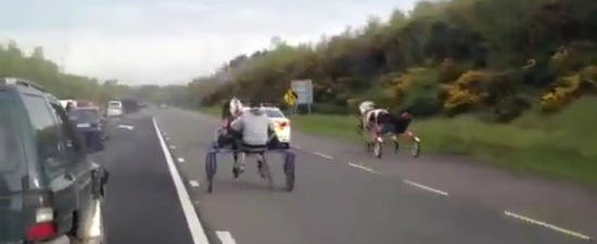 INCREDIBIL: Intrecere intre doua sarete pe o autostrada din Irlanda!