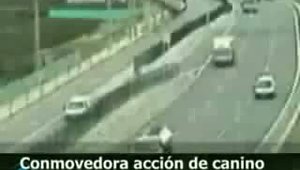 INCREDIBIL! Un caine salveaza un alt caine pe autostrada!