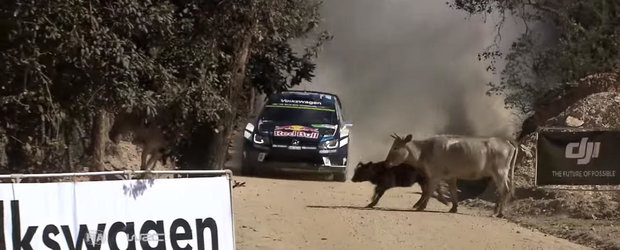 La un pas de hamburger: Sebastien Ogier ocoleste la timp niste vaci in timpul raliului din Mexic