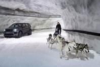 Land Rover Discovery Sport versus sanie trasa de caini