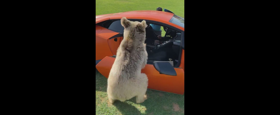 Momentul in care un urs rupe, din greseala, usa unui Lamborghini de 640 de cai. Video