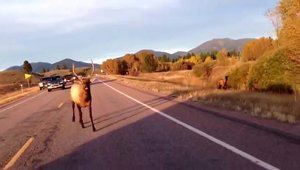 Motociclisti urmariti de un cerb in calduri