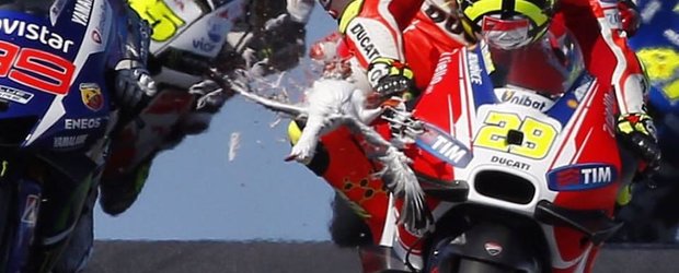 Motociclistul Andrea Iannone loveste un pescarus in timpul cursei si isi vede de drum linistit