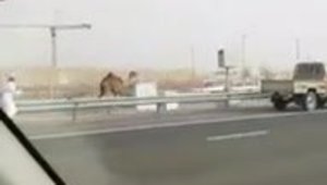 Nu e Rusia, ci Dubai: Un arab isi fugareste camila pe autostrada