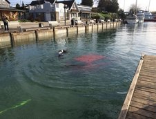 O canadianca face exact ce ii spune GPS-ul si ajunge cu masina direct in lac