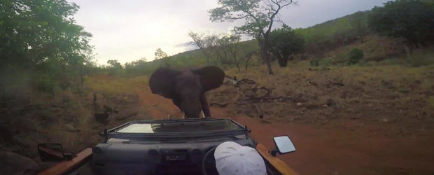 O masina este atacata de un elefant in jungla africana