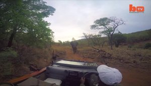 O masina este atacata de un elefant in jungla africana