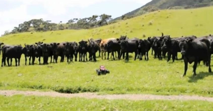 O masinuta cu telecomanda, mai buna decat un Cowboy adevarat O masinuta cu telecomanda, mai buna decat un Cowboy adevarat
