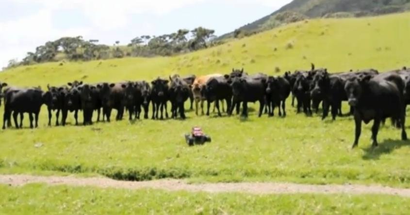 O masinuta cu telecomanda, mai buna decat un Cowboy adevarat