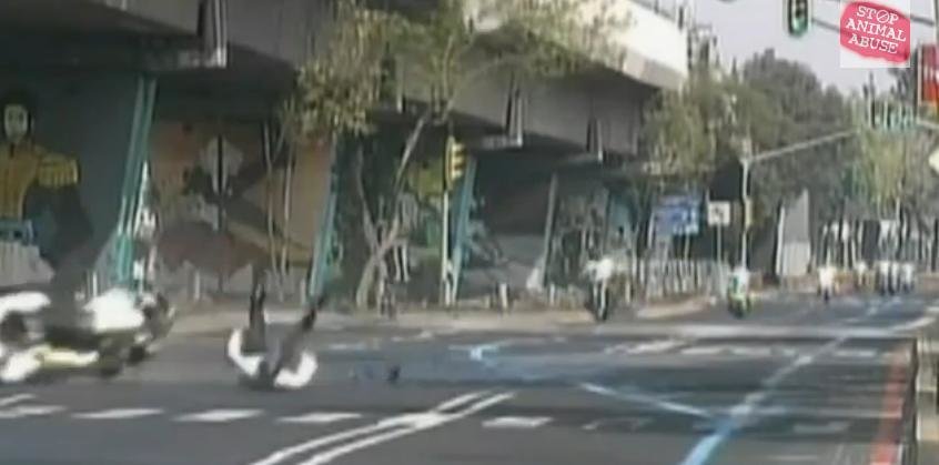 Politist pe motocicleta cade spectaculos cand trece de un limitator de viteza Politist pe motocicleta cade spectaculos cand trece de un limitator de viteza