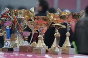 Poze de la public King of Europe Drift Romania 2010