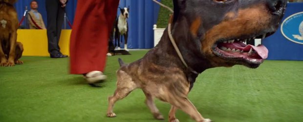 Reclama Super Bowl 2014: Doberhuahua, compromisul celor de la Audi