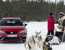 Seat Leon Cupra ST versus 6 caini Husky