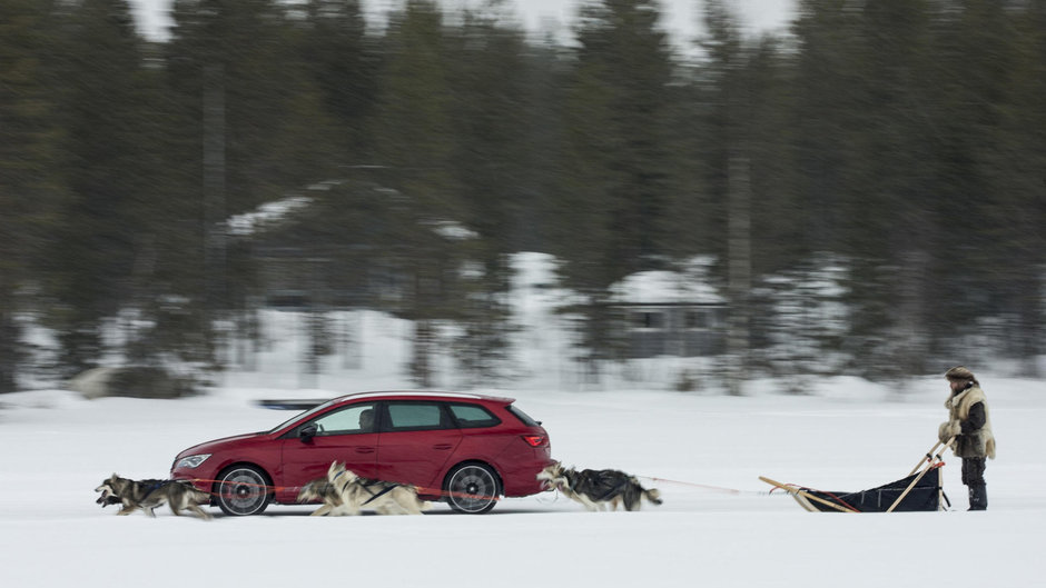 Seat Leon Cupra ST versus 6 caini Husky