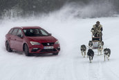 Seat Leon Cupra ST versus 6 caini Husky